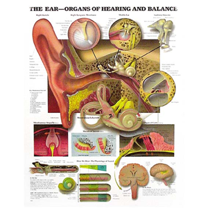 Chart Ear, Each Each