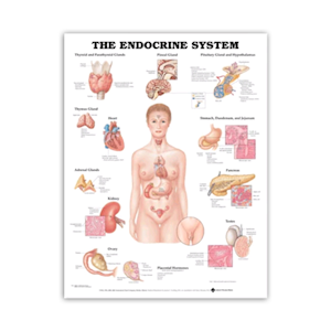 Chart Endocrine System .simple Each