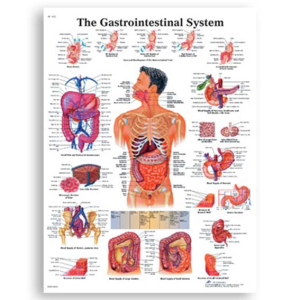 Chart Gastrointestinal System, Each Each