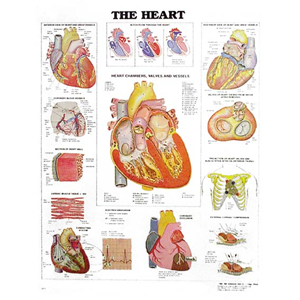 Chart Heart, Each Each