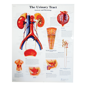 Chart Urinary Tract, Each Each