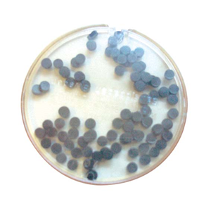 H&G Endo Stop Dispenser, Black, 100/Box Box