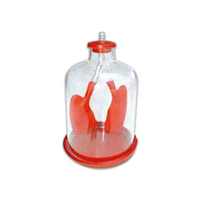 Lung Demonstration Model, 17L x 17W x 20H cm, Each Each