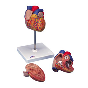 Heart Model, Each Each