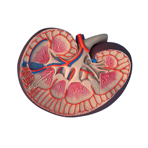 Basic Kidney Section Anatomical Model, Three times (3x) Life Size, Each Each