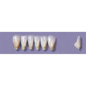 MYERSON ANTERIORS #13/D (1x6 CARD) Card