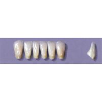 MYERSON ANTERIORS #14/H (1x6 CARD) Card