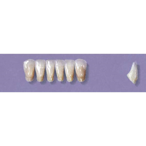 MYERSON ANTERIORS #3/D (1x6 CARD) Card