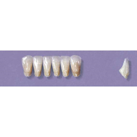 MYERSON ANTERIORS #3/H (1x6 CARD) Card