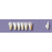 MYERSON ANTERIORS #7/60 (1x6 CARD) Card