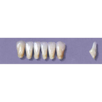 MYERSON ANTERIORS #8/C (1x6 CARD) Card