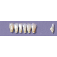 MYERSON ANTERIORS #8/I (1x6 CARD) Card