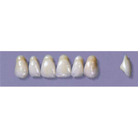 MYERSON ANTERIORS #A4/C (1x6 CARD) Card