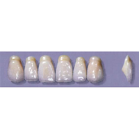 MYERSON ANTERIORS #A53/D (1x6 CARD) Card