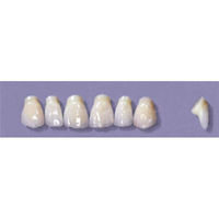MYERSON ANTERIORS #PM2/D (1x6 CARD) Card