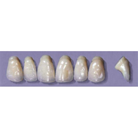 MYERSON ANTERIORS #PW6/H (1x6 CARD) Card
