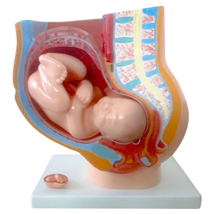 HUMAN FEMALE PELVIS SECTION (4 PARTS) 77x54x42cm 16kgs 4pcs/carton Each