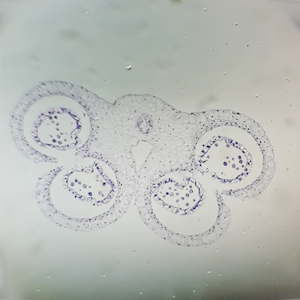 Livingstone Premium Top Level Prepared Slide, Lily (Lilium) Anthers First Meiotic Divisions, Transverse Section Shows Plant Meiosis, Each Each