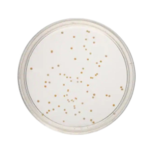 Livingstone Prepared Plated Media, R2A Agar Plates, 10 Pieces/Pack Pack