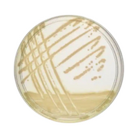 Livingstone Prepared Plated Media, Pseudomonas (CFC) Agar Plates, 10 Pieces/Pack Pack