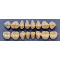 ULTRADENT POST 34L/66 LOWER (1x8 CARD) Card