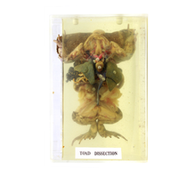 Dissected Frog/Injected Specimen, Each Each